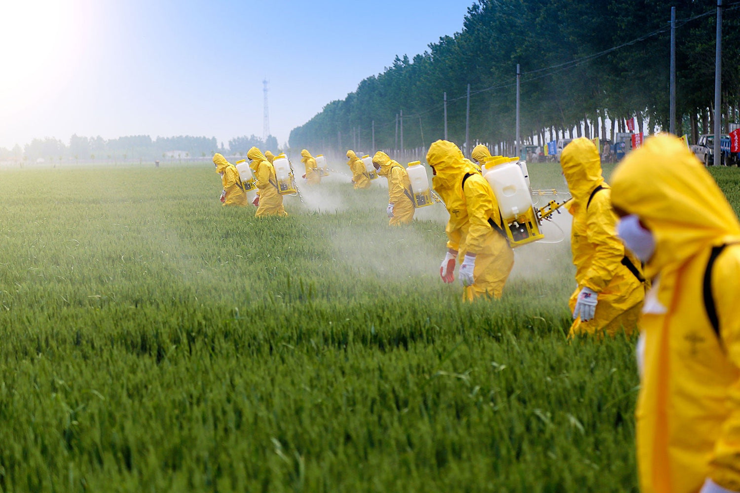 FITOFARMACI, FERTILIZZANTI E DISERBANTI LA CHIMICA SULLE NOSTRE TAVOLE - Prometek