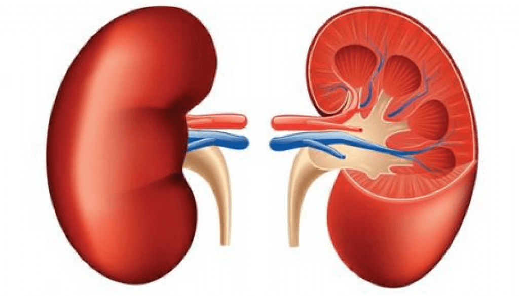 Proteine, danno renale e supplementazione aminoacidica - Prometek